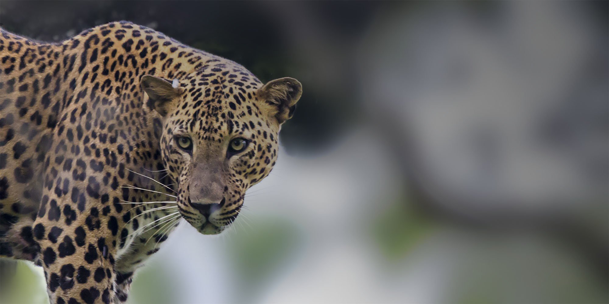 Leopard resting in Yala National Park