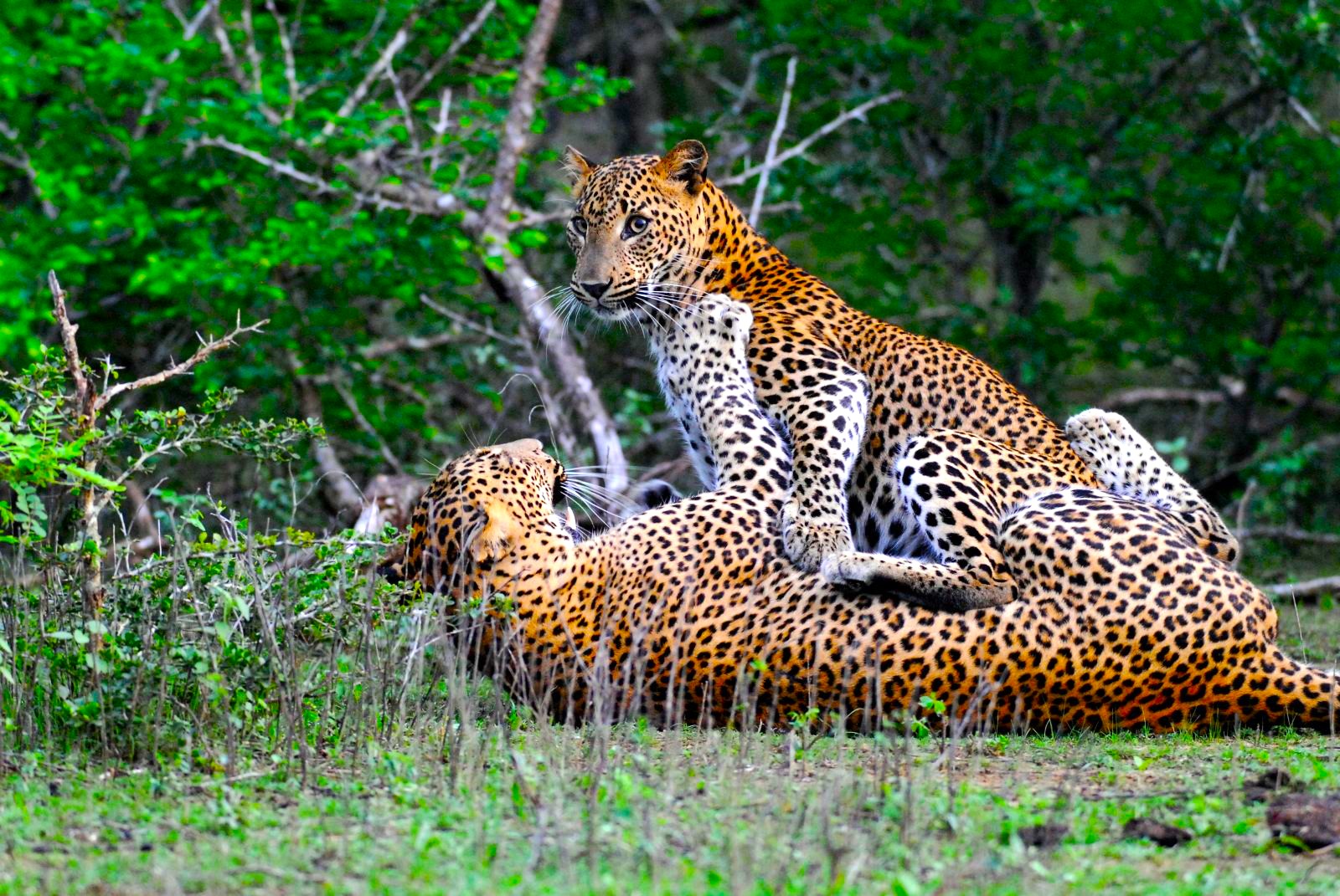 Wildlife and nature experience in Sri Lanka